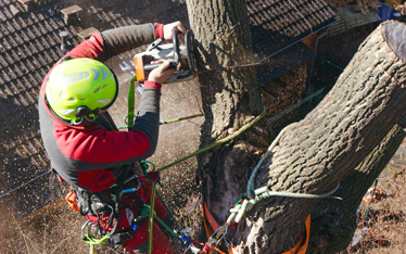 Tree worker